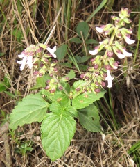 Orthosiphon suffrutescens