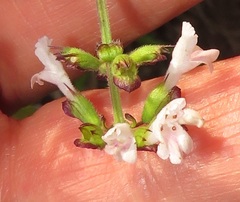 Orthosiphon suffrutescens