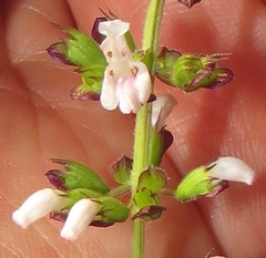Orthosiphon suffrutescens