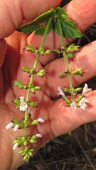 Orthosiphon suffrutescens
