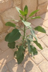 Nicotiana glauca