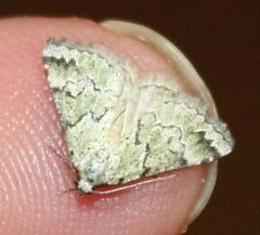 Tegiapa virescens