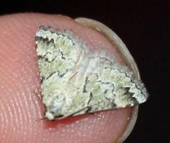 Tegiapa virescens