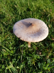 Macrolepiota konradii