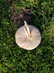 Macrolepiota konradii