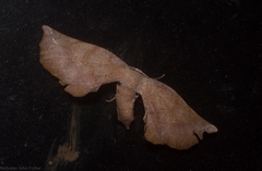 Parepisparis multicolora