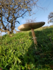 Macrolepiota konradii