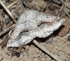 Drepanogynis insolens