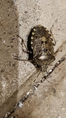 Rhaphigaster nebulosa