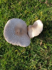 Macrolepiota konradii