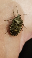 Rhaphigaster nebulosa