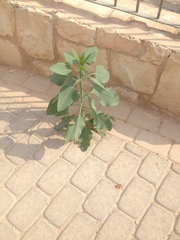 Nicotiana glauca