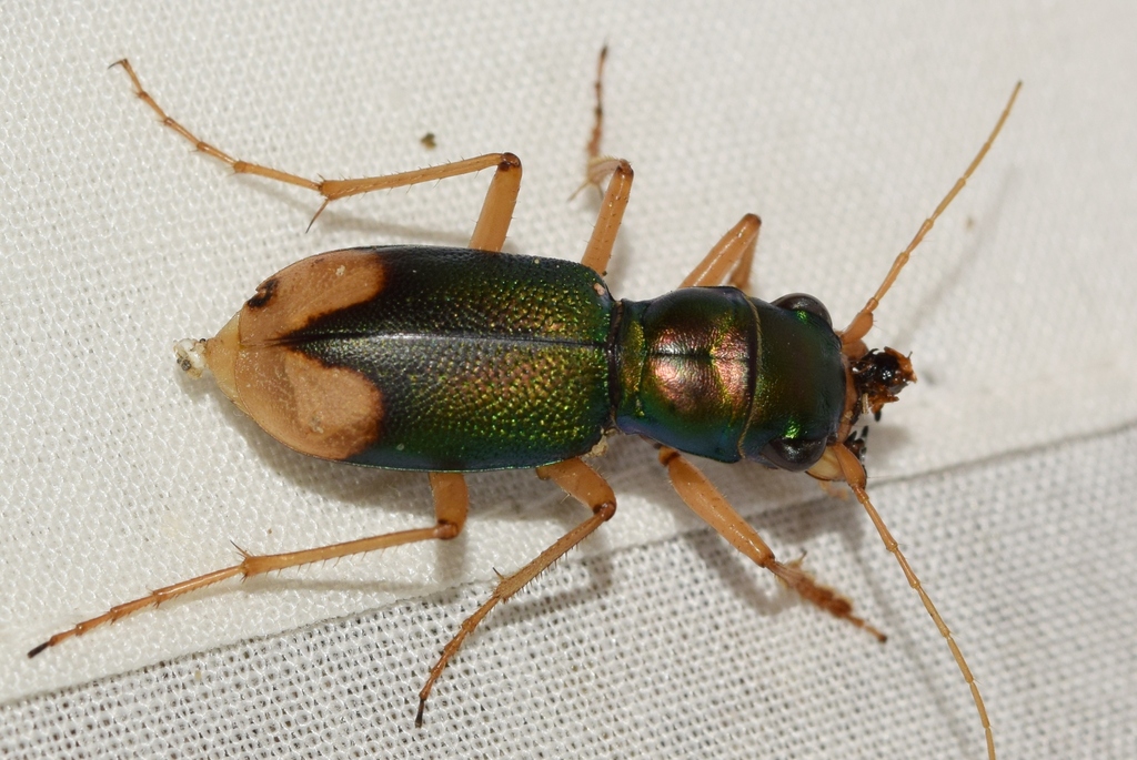 Grammognatha