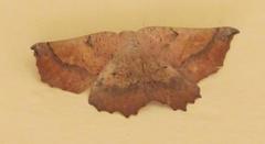 Drepanogynis mixtaria