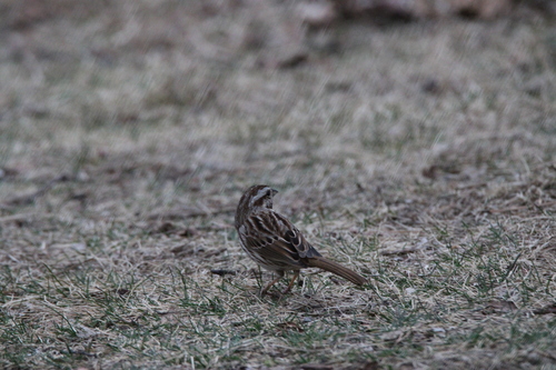Song Sparrow photographed in Michigan