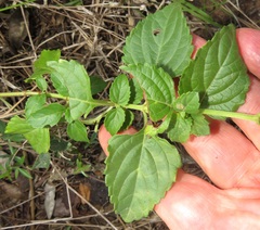 Orthosiphon suffrutescens