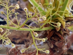 Sterculia quinqueloba