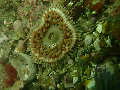 Photo of Dahlia anemone (Urticina felina)
