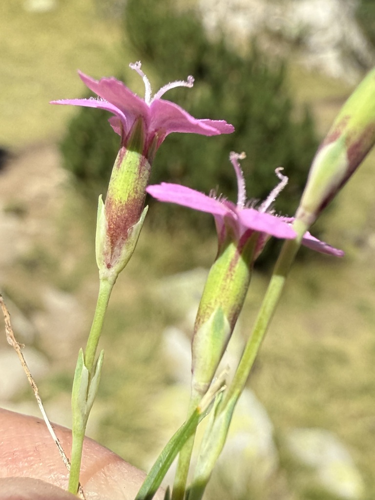 Dianthus microlepis