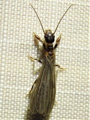 Oligotoma saundersii