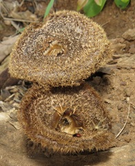 Lentinus stuppeus