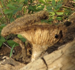 Lentinus stuppeus