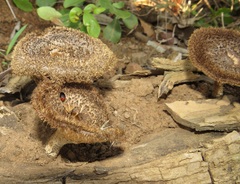 Lentinus stuppeus