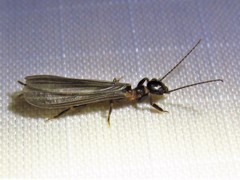 Oligotoma saundersii