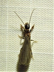 Oligotoma saundersii