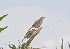 Cisticola chiniana