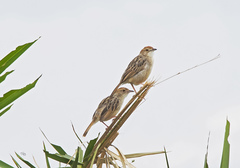 Cisticola chiniana