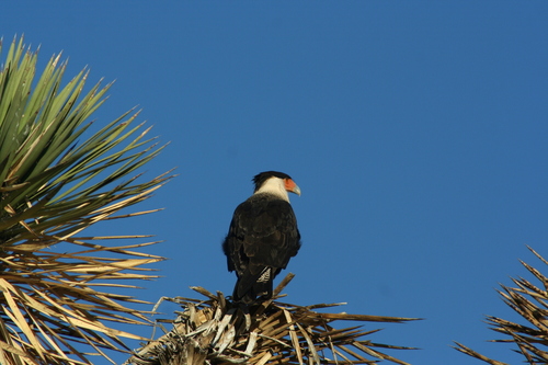 Northern Crested Caracara