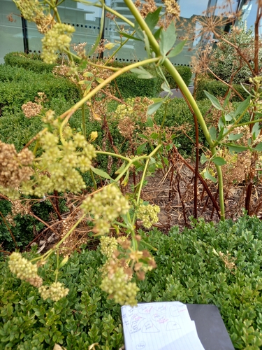 Levisticum officinale, photograph 4