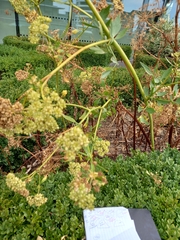 author not stated, no rights reserved Levisticum officinale, photograph author not stated, no rights reserved