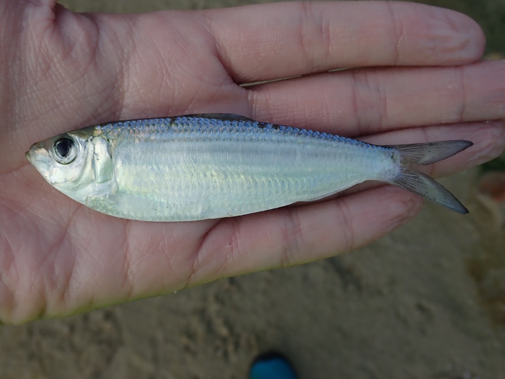Deep-bodied sardine (Sardinella albella) — Clupeidae