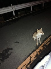 Vulpes vulpes japonica