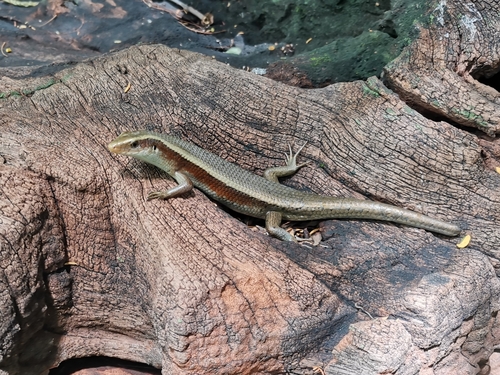 Common Sun Skink