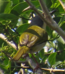Apalis ruddi