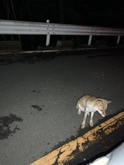 Vulpes vulpes japonica