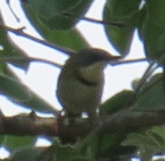 Apalis ruddi