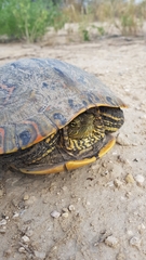 Trachemys venusta cataspila