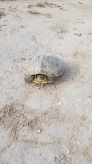Trachemys venusta cataspila