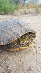 Trachemys venusta cataspila