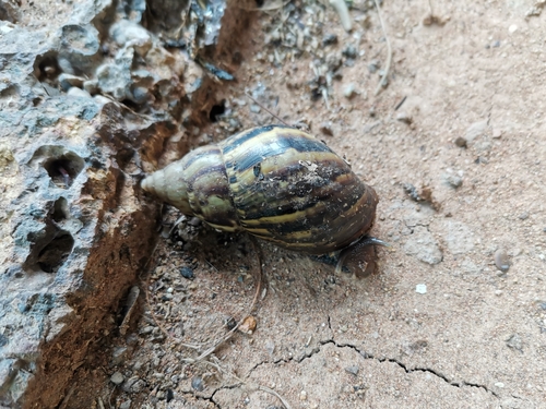 African Giant Snail