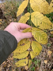 Juglans nigra