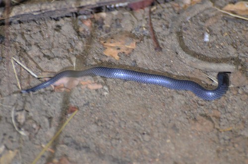 Photo of a East African Shovel-snout (Prosymna stuhlmanni)