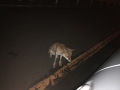 Vulpes vulpes japonica