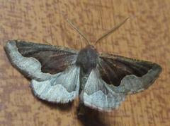 Drepanogynis ectoglauca