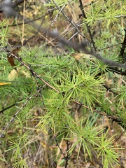 Larix laricina