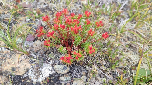 Foursplit Rhodiola (Rhodiola quadrifida)